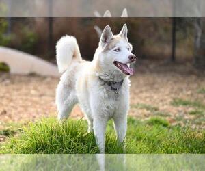 Siberian Husky Dogs for adoption in Santa Cruz, CA, USA
