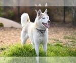 Small Siberian Husky