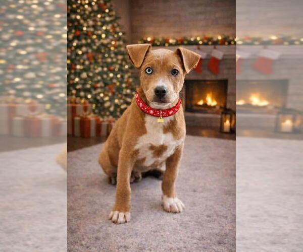 Medium Photo #4  Puppy For Sale in , 