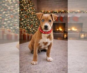 Catahoula Leopard Dog Dogs for adoption in Brooksville, FL, USA