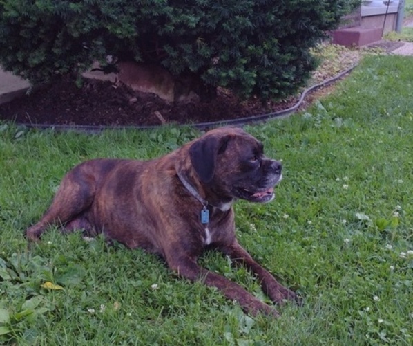 Medium Photo #1 Boxer Puppy For Sale in PORT ROYAL, PA, USA
