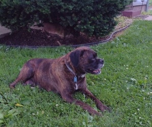 Mother of the Boxer puppies born on 06/04/2025