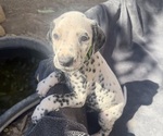 Puppy 1 Dalmatian