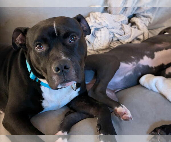 Medium Photo #4 Staffordshire Bull Terrier-Unknown Mix Puppy For Sale in Germantown, OH, USA