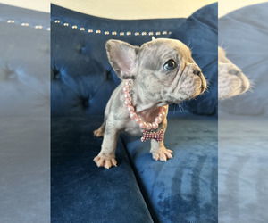 French Bulldog Puppy for sale in DALLAS, TX, USA