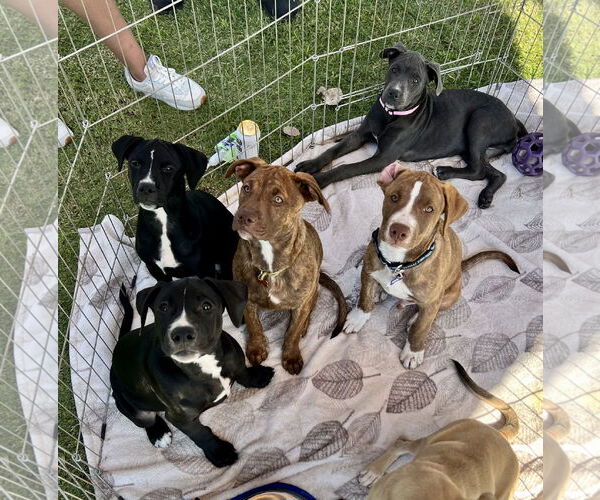 Medium Photo #14 American Staffordshire Terrier-Labrador Retriever Mix Puppy For Sale in Dana Point, CA, USA