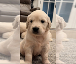 Small #7 English Cream Golden Retriever
