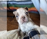Small #2 Boston Terrier