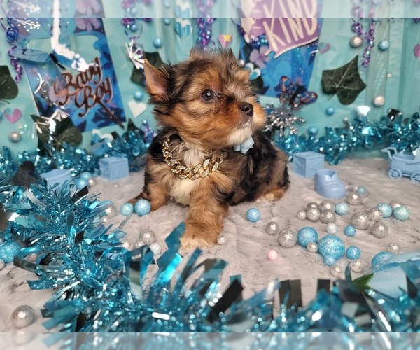 Medium Photo #4 Yorkshire Terrier Puppy For Sale in HARKER HEIGHTS, TX, USA
