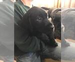 Small Photo #1 Labrador Retriever Puppy For Sale in AVA, MO, USA