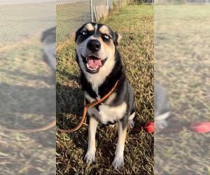 Siberian Husky-Unknown Mix Dogs for adoption in Rosenberg, TX, USA
