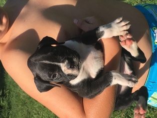 Boxer Puppy for sale in BOLIVAR, PA, USA