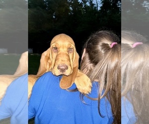 Bloodhound Puppy for sale in CHATTANOOGA, TN, USA