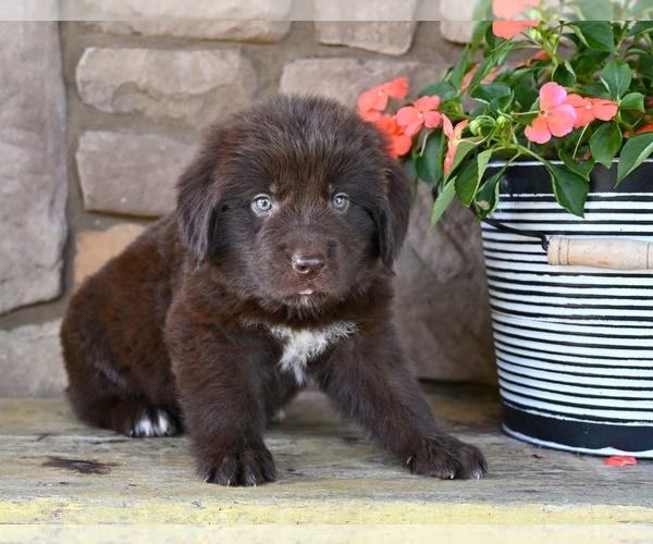 Medium Photo #7 Newfoundland Puppy For Sale in MILLERSBURG, OH, USA