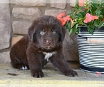 Small #6 Newfoundland