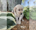 Small #2 Golden Retriever