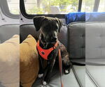 Small American Pit Bull Terrier-Weimaraner Mix