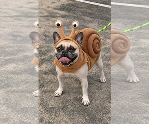Petunia - Female French Bulldog Dog for Adoption - Photo #2