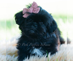 Small Photo #56 Shih Tzu Puppy For Sale in WARSAW, IN, USA