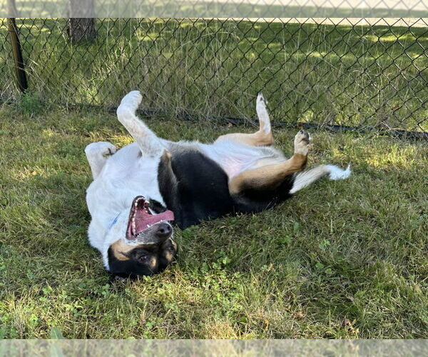 Medium Photo #3 Mutt Puppy For Sale in Minneapolis, MN, USA