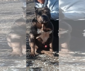 Father of the American Pit Bull Terrier puppies born on 01/14/2025