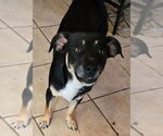 Small #2 Labrador Retriever Mix