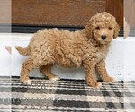 Small #4 Goldendoodle (Miniature)