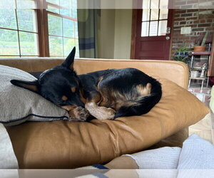 Minnie Mouse - Female Mutt Dog for Adoption - Photo #11