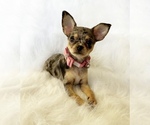 Small #6 Chihuahua
