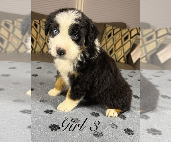 Medium Photo #71 Australian Shepherd Puppy For Sale in SALISBURY, NC, USA