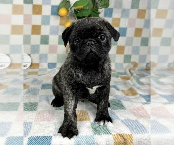 Medium Photo #4 Pug Puppy For Sale in FRANKLIN, IN, USA