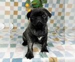 Small #3 Pug