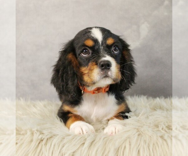 Medium Photo #4 Bernese Mountain Dog-Cavalier King Charles Spaniel Mix Puppy For Sale in COATESVILLE, PA, USA