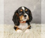 Small #3 Bernese Mountain Dog-Cavalier King Charles Spaniel Mix