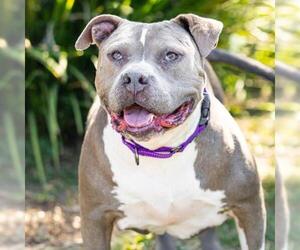 Mutt Dogs for adoption in Camarillo, CA, USA