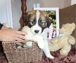 Puppy Puppy 5 nick Australian Shepherd