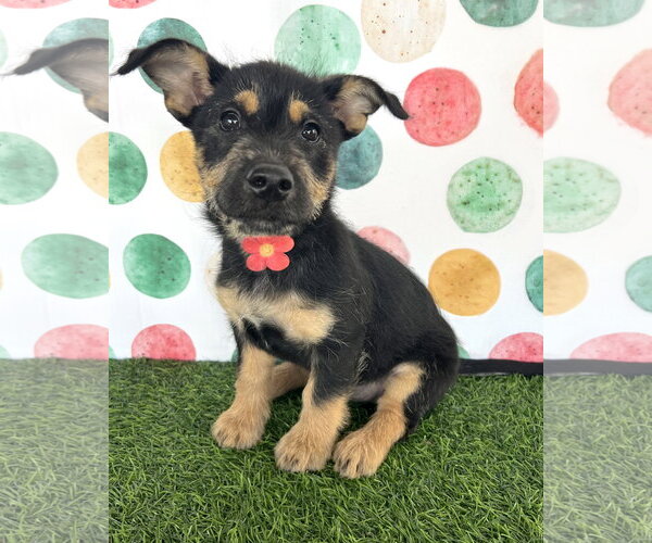 Medium Photo #3 Mutt Puppy For Sale in Corona, CA, USA