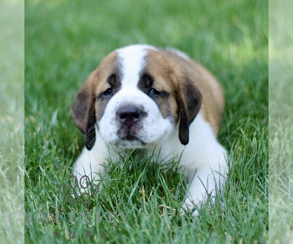 Medium Photo #2 Saint Bernard Puppy For Sale in STRASBURG, PA, USA