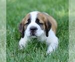 Small #1 Saint Bernard