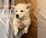 Puppy 2 Samoyed-Siberian Husky Mix