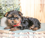 Small #1 Yorkshire Terrier