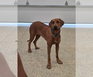 Mother of the Rhodesian Ridgeback puppies born on 02/26/2026