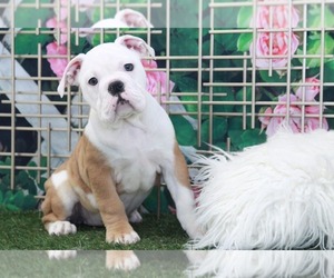 English Bulldog Puppy for sale in MARIETTA, GA, USA