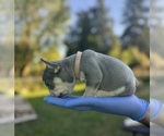 Small #7 French Bulldog