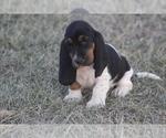 Small #1 Basset Hound