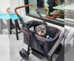 Small Photo #9 Poodle (Miniature) Puppy For Sale in San Diego, CA, USA