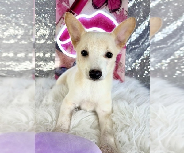 Medium Photo #5 Rat-Cha Puppy For Sale in INDIANAPOLIS, IN, USA