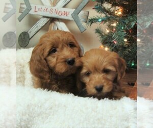 Goldendoodle (Miniature) Puppy for sale in HULL, IA, USA