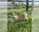 Small #3 Shiba Inu