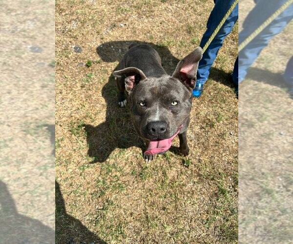 Medium Photo #5 Mutt Puppy For Sale in Abbeville, LA, USA